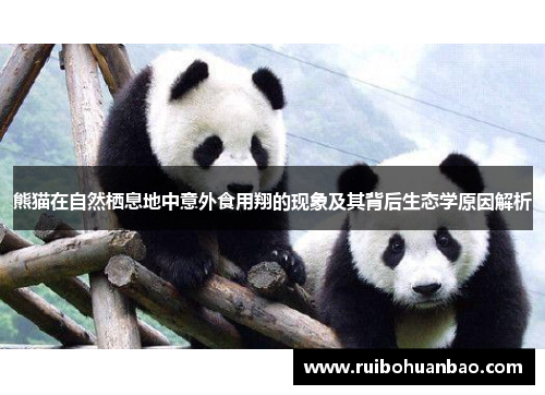 熊猫在自然栖息地中意外食用翔的现象及其背后生态学原因解析